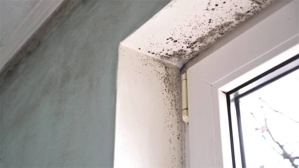 Best Residential Mold Removal  in Harmony Grove, CA