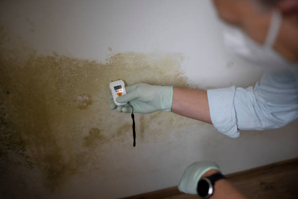 Best Attic Mold Removal  in Harmony Grove, CA