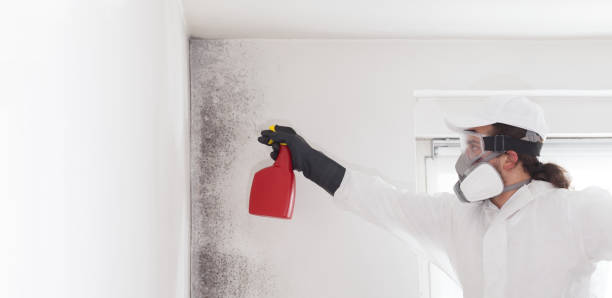 Best Residential Mold Removal  in Harmony Grove, CA
