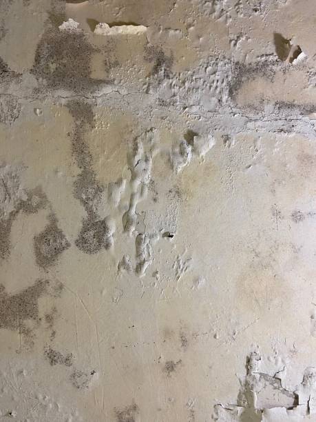 Best Emergency Mold Removal  in Harmony Grove, CA