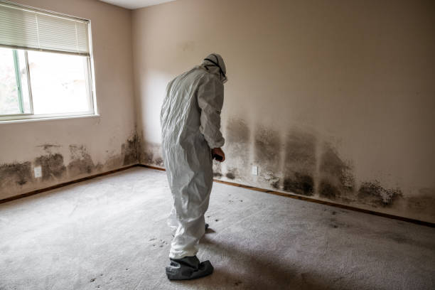 Best Toxic Mold Removal  in Harmony Grove, CA
