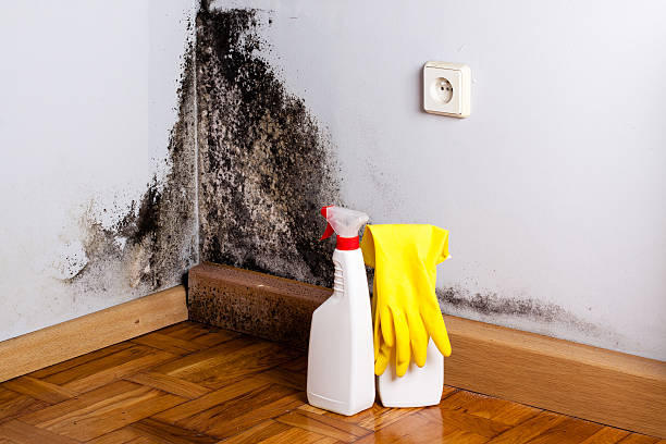 Professional Mold Removal in Harmony Grove, CA