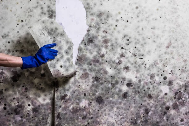 Best Certified Mold Removal  in Harmony Grove, CA