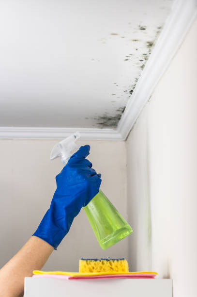 Best Commercial Mold Removal  in Harmony Grove, CA