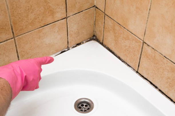Best Mold Removal Near Me  in Harmony Grove, CA